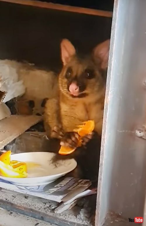 おやつを貰いにやってくる野生のポッサム