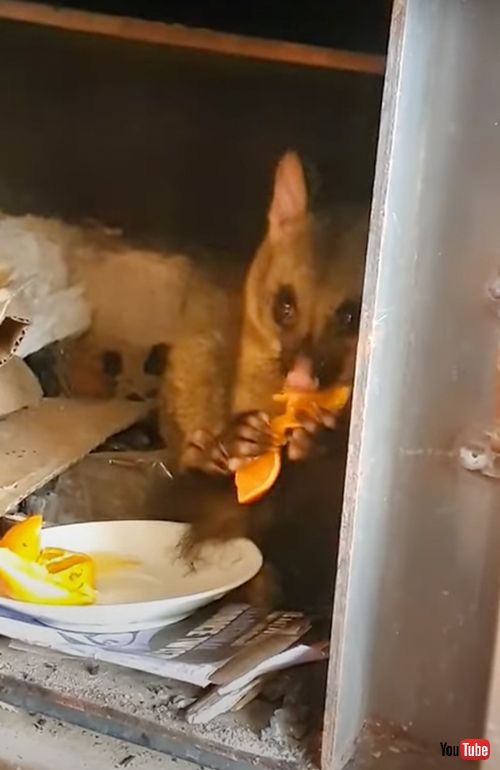 おやつを貰いにやってくる野生のポッサム