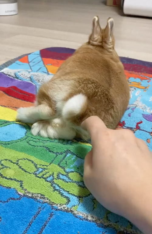 うさぎさんのかわいいしっぽにくるくる攻撃