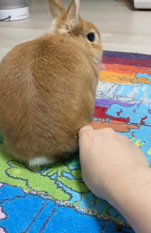 うさぎさんのかわいい尻尾にくるくる攻撃