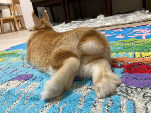 うさぎのしっぽ