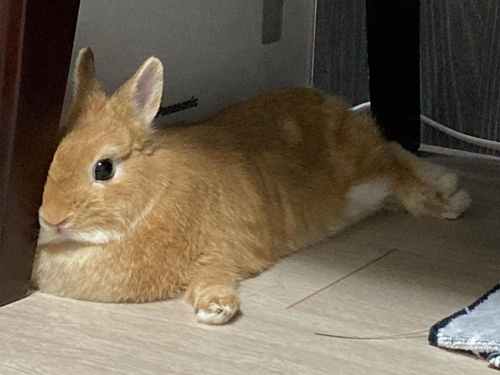 椅子の脚にめり込むうさぎ
