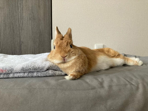 タオルを枕にするうさぎ