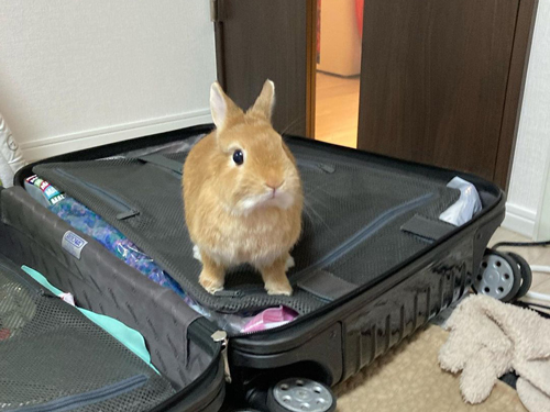 旅行について行く気満々