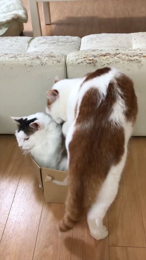 箱に入ろうとする猫ちゃん