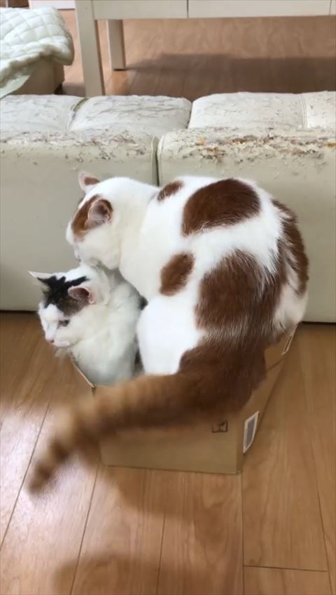 座ろうとする猫ちゃん