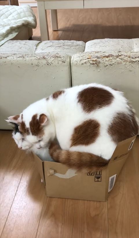 大好きな先住猫と同じ箱に入りたい猫 愛と重さでギュウギュウの