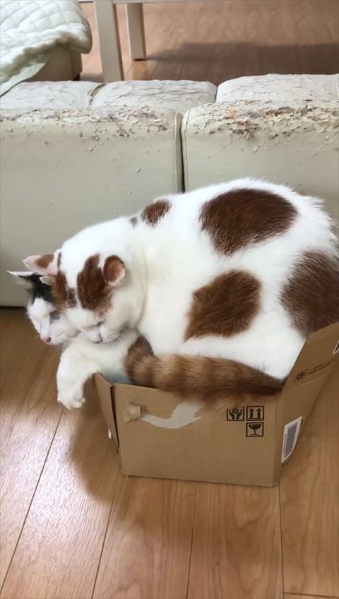 大好きな先住猫と同じ箱に入りたい猫 愛と重さでギュウギュウの