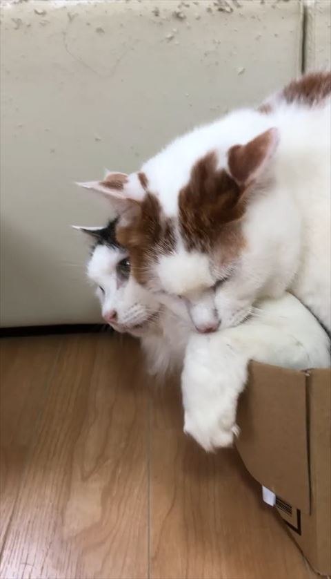 猫 愛の箱を覗く ※額装済み 関口庸介 on X: 