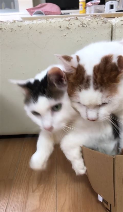 外にでようとする猫ちゃん