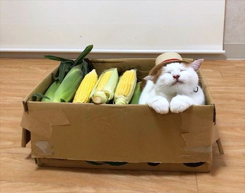 とうもろこしと猫ちゃん