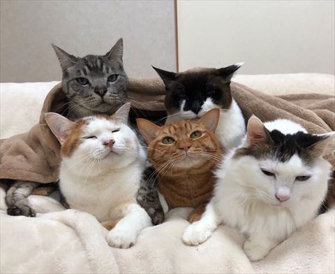 布団にくるまるにゃんず