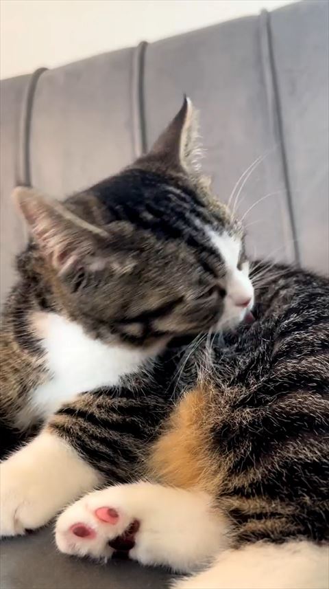 背中毛づくろいする猫