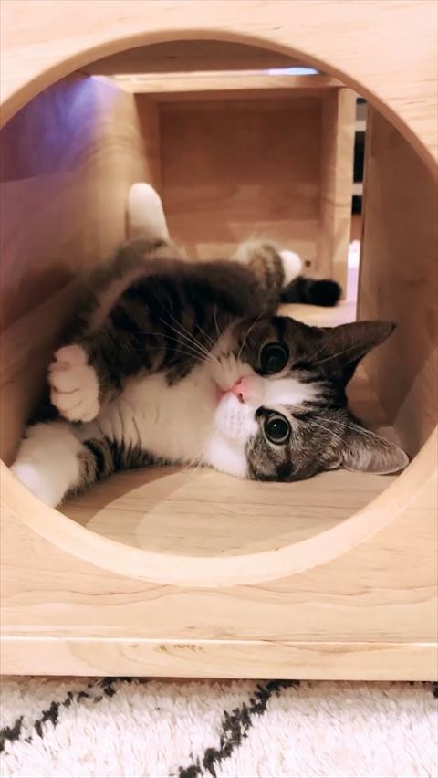 寝そべっている猫