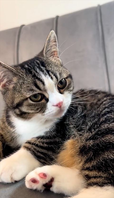どこか見ている猫