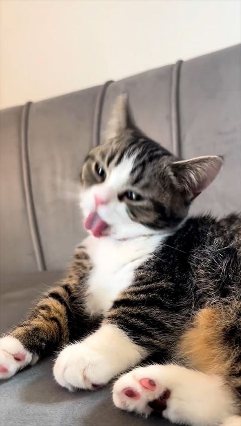 胸元毛づくろいする猫
