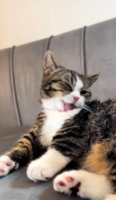 背中近く毛づくろいする猫