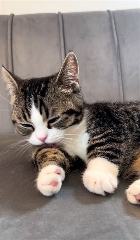 腕を毛づくろいする猫