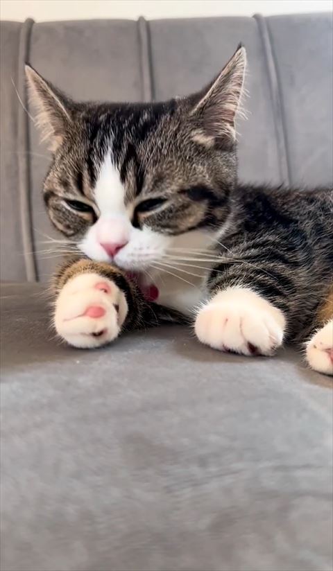 腕を毛づくろいする猫を拡大