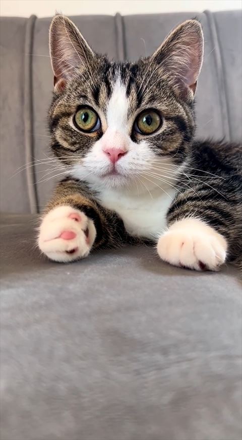 正面見ている猫
