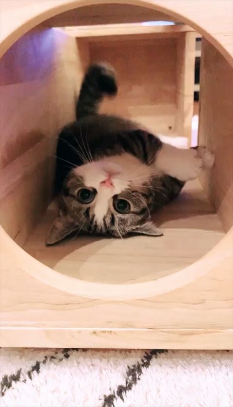 あお向けな猫