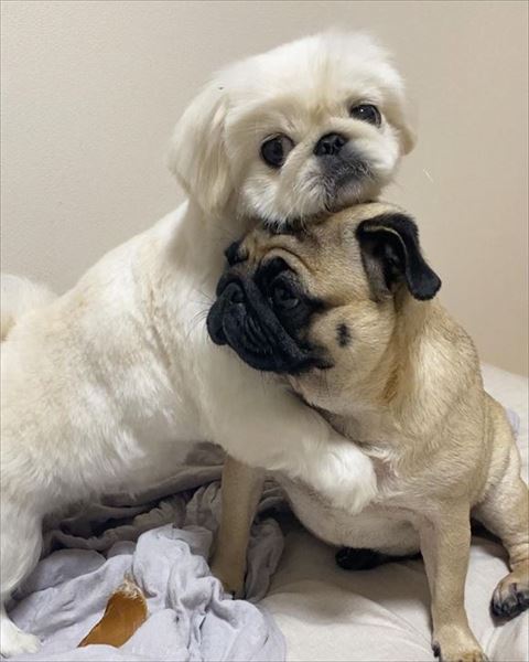 ハグしている犬