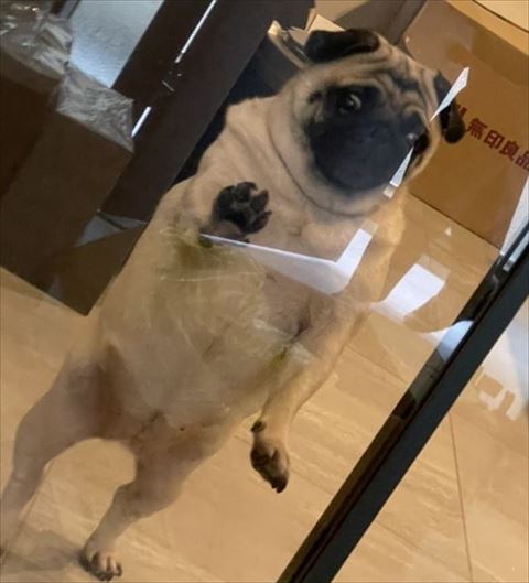 見送るパグの拡大