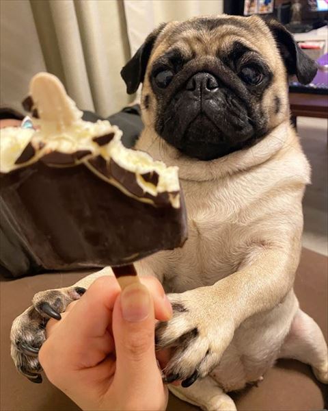 アイスを見るワンコ