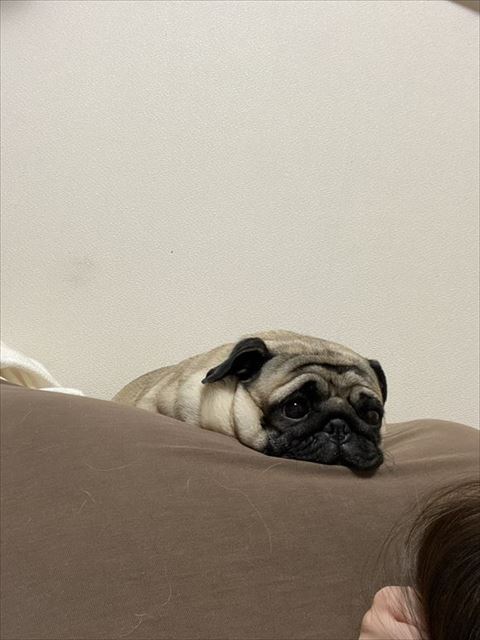 ソファに顔つける犬