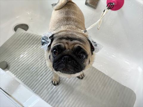 耳キャップをつけている犬