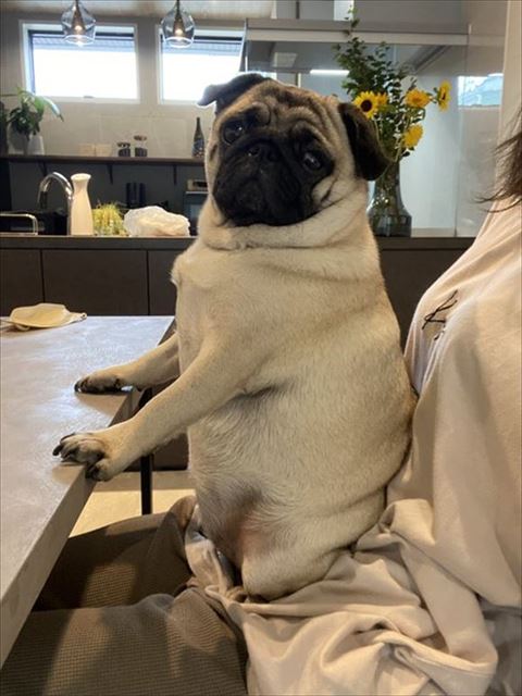 飼い主のヒザの上座る犬