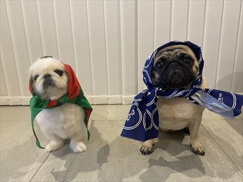 ずきんをかぶっている犬たち