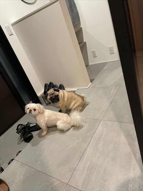 玄関にいる2匹の犬