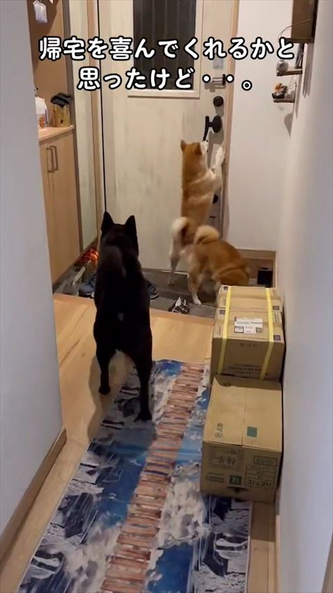 ドアをカリカリする子