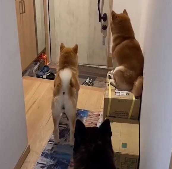 3柴犬