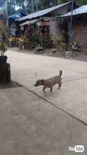 ヒヨコに追われる犬