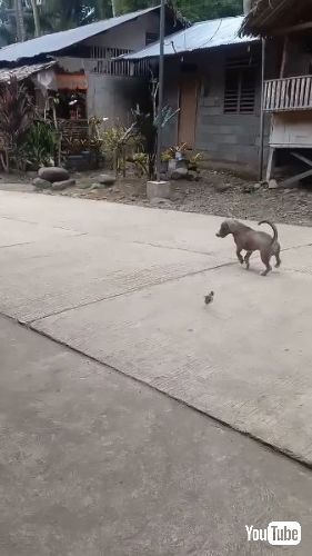 ヒヨコに追われる犬