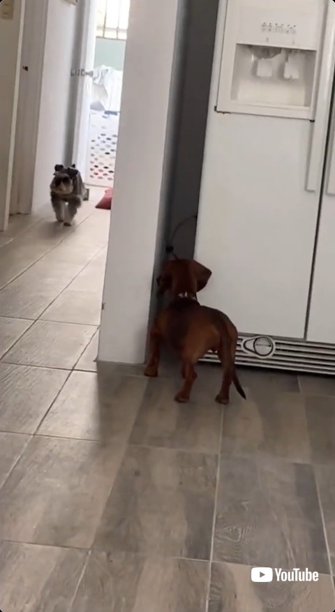 廊下を探すワンコ