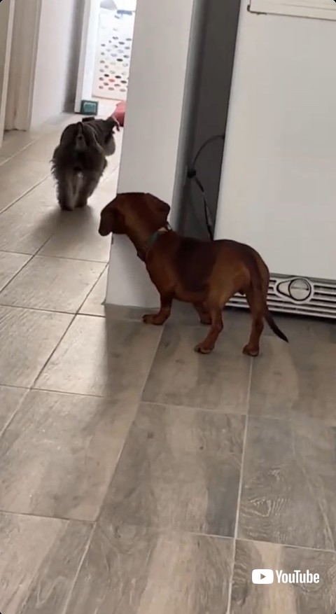 角からのぞくワンコ