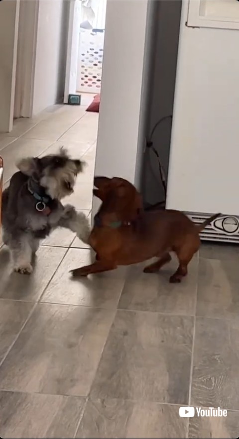 じゃれあうワンコ