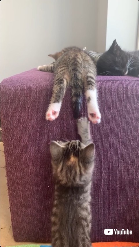 しっぽをさわる子猫