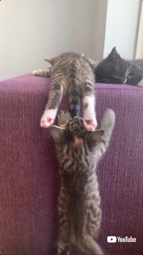 甘がみする子猫