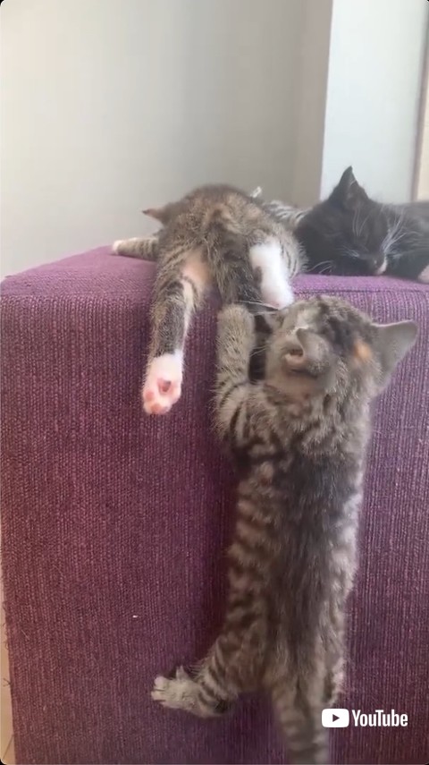 前足を甘がみする子猫