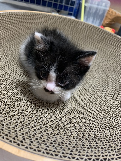 爪とぎと保護子猫