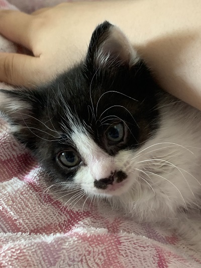 ハチワレの保護子猫