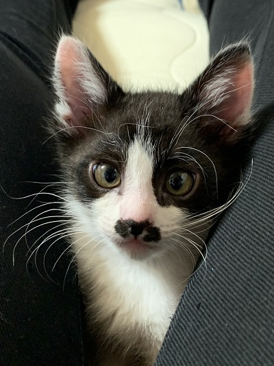 カメラ目線の保護子猫