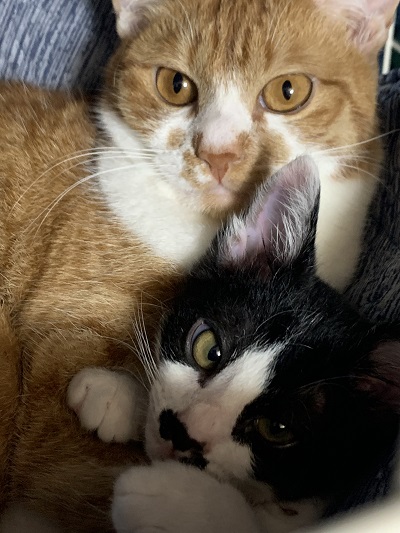 先住猫と保護子猫