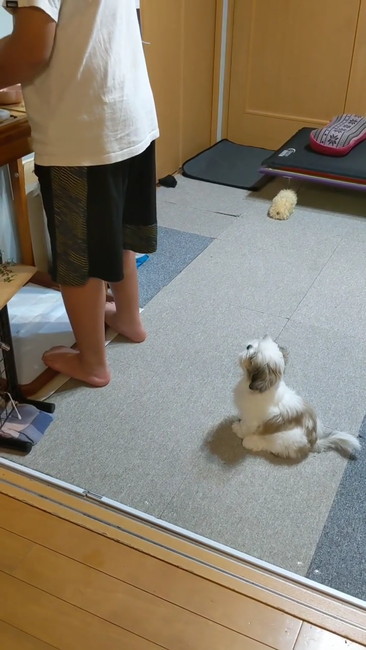 後ろでおすわり