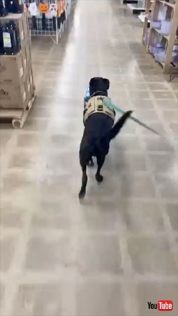 ハロウィーンの飾りにおびえる犬