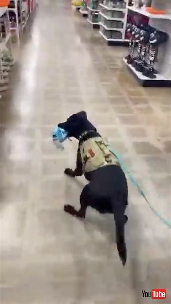 ハロウィーンの飾りにおびえる犬